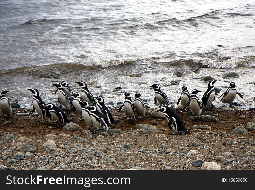 Magellan penguins on the beach of an island in Chile. Magellan penguins on the beach of an island in Chile