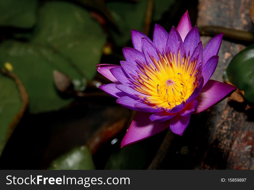 Purple Lotus bloom in the evening.