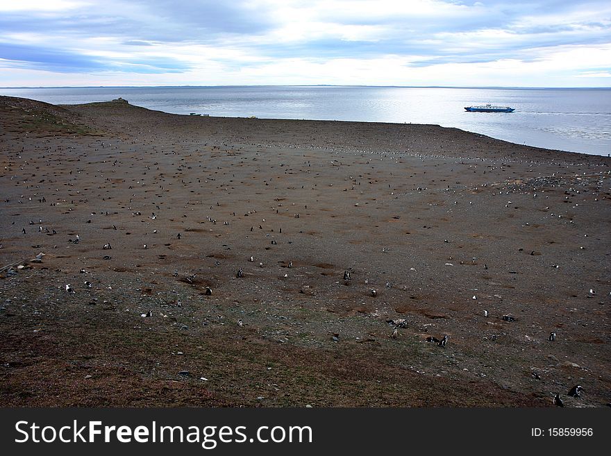 Magellan penguins on an island in Chile with a tourist ship at background