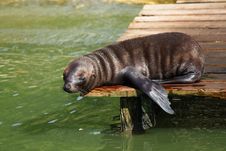 Resting Sea Lion Pup Royalty Free Stock Images