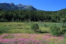 Free Wetland Royalty Free Stock Photo - 15861005