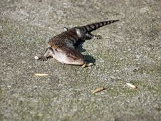 Blue Tongued Skink Royalty Free Stock Photography