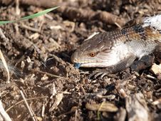 Blue Tongued Skink Royalty Free Stock Images
