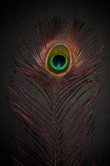 Peacock Feather Royalty Free Stock Image Peacock Feather Royalty Free Stock Image