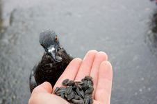Pigeons Royalty Free Stock Photos Pigeons Royalty Free Stock Photos