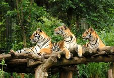 Bengal Tiger Royalty Free Stock Photography