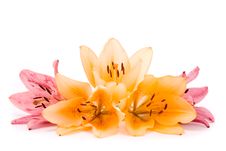 Yellow And Pink Lilies Stock Photos Yellow And Pink Lilies Stock Photos