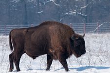 European Bison (Bison Bonasius) In Winter Stock Photography European Bison (Bison Bonasius) In Winter Stock Photography