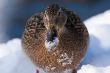 Mallard Duck Female Portrait In Winter Royalty Free Stock Photography Mallard Duck Female Portrait In Winter Royalty Free Stock Photography