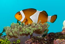 Clownfish In Anemone Stock Images Clownfish In Anemone Stock Images