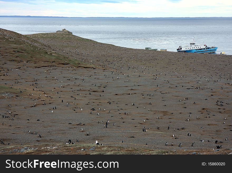 Magellan penguins on an island