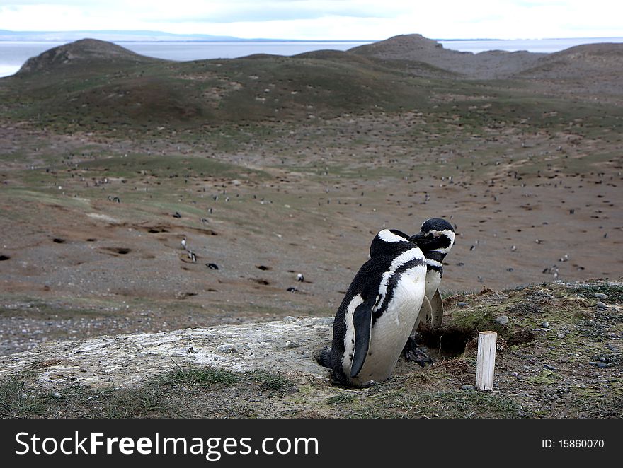 Magellan penguins on an island