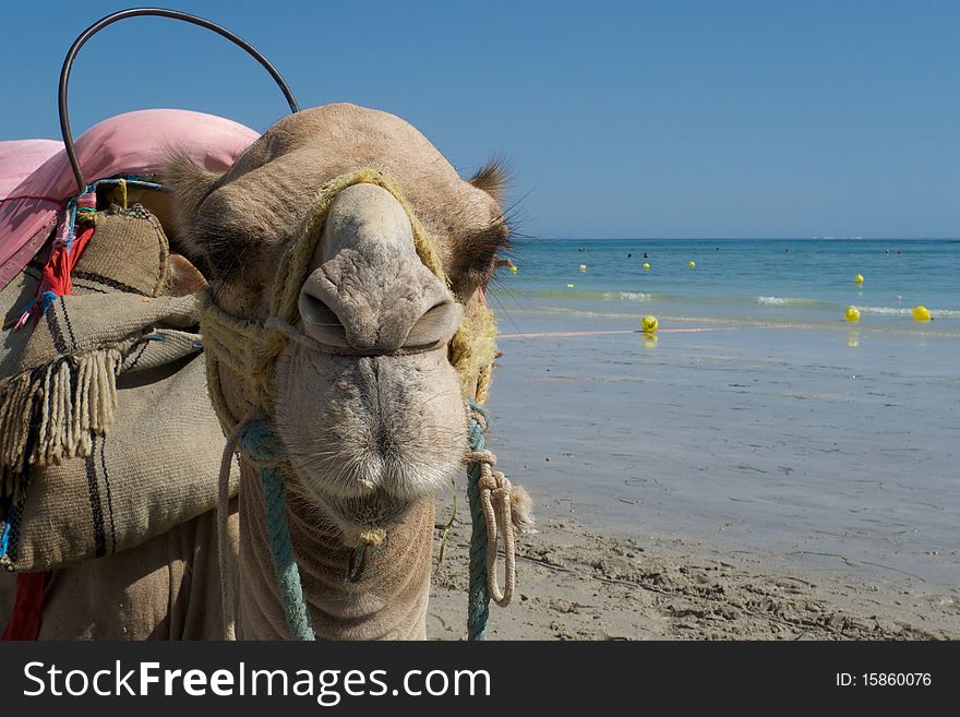 Funny closeup of dromedary - camel of tunisia. Funny closeup of dromedary - camel of tunisia