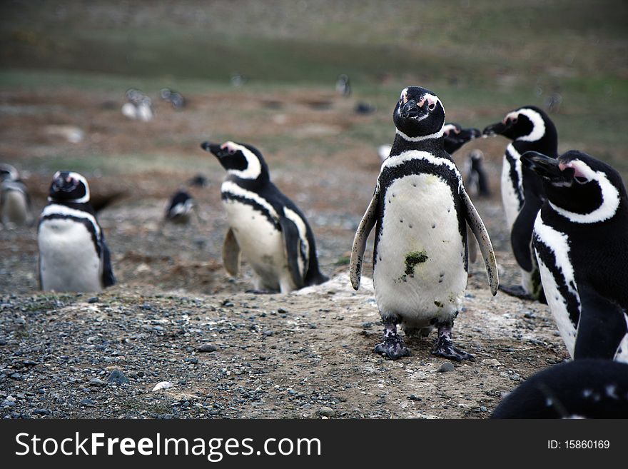 Magellan penguins on an island