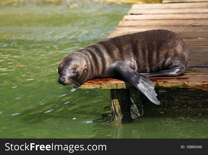 A baby sea lion resting at an edge of a wooden floor after learning how to swim. A baby sea lion resting at an edge of a wooden floor after learning how to swim.