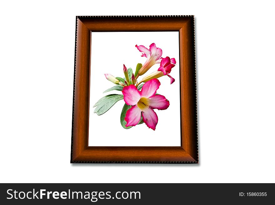 Isolated of pink flower in wooden frame. Isolated of pink flower in wooden frame