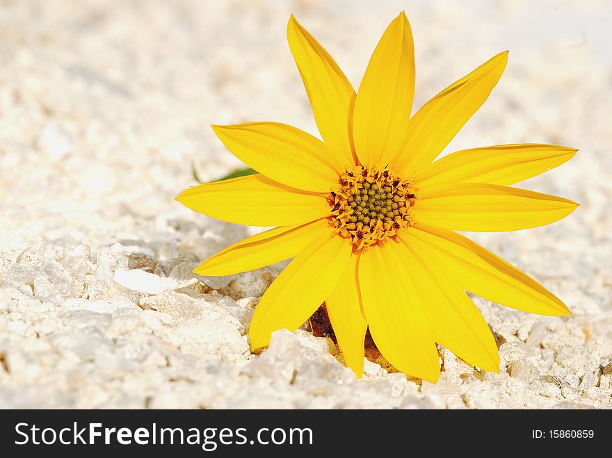 Yellow flower lie on sand in a summer sunny day