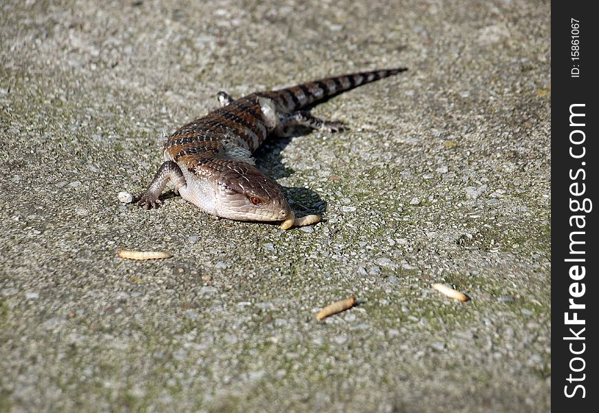 Blue Tongued Skink close up