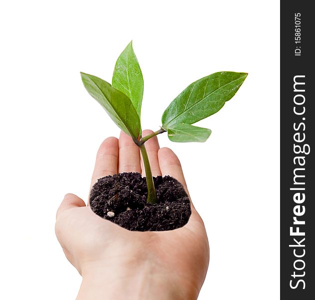 Open man hand with small green plant in it, against a white background. Open man hand with small green plant in it, against a white background