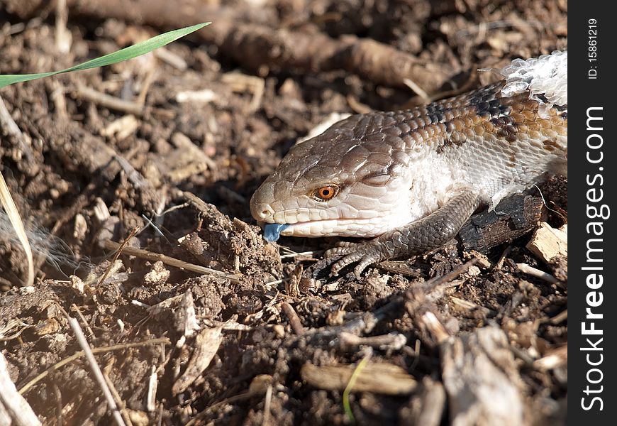 Blue Tongued Skink close up with tongue out