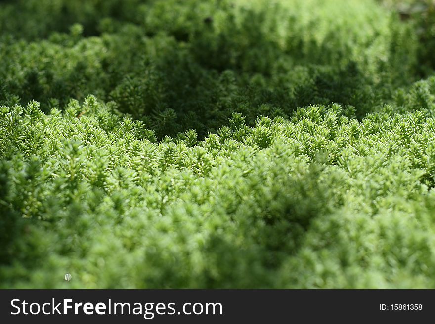 Grass texture with a low depth of field
