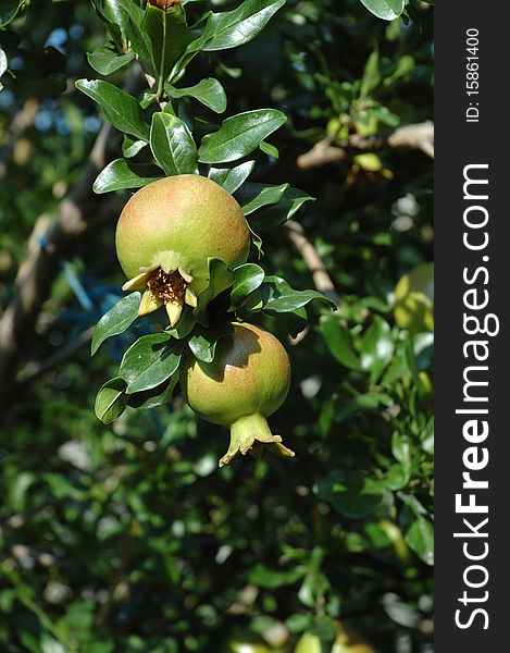 Young pomegranate fruits on the tree