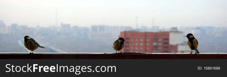 Three birds on cityscape background grey