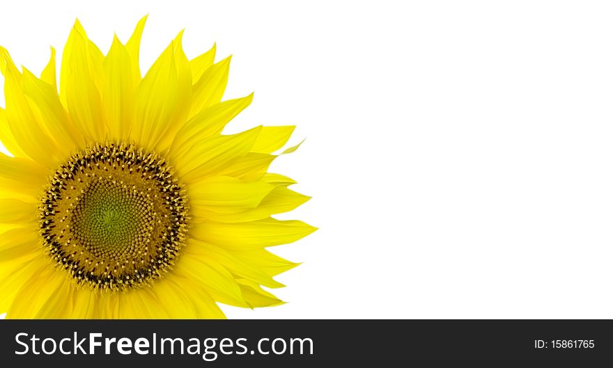 Sunflower background white with place for your text