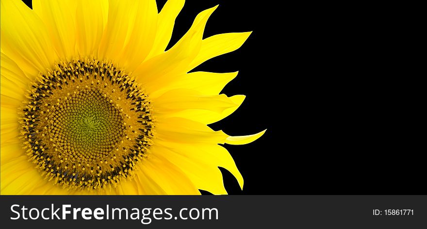 Sunflower, background with place for your text