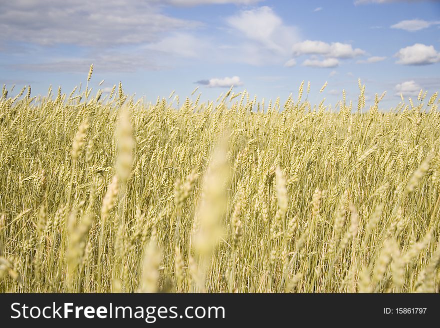 Wheat field golden and white clouds. Wheat field golden and white clouds