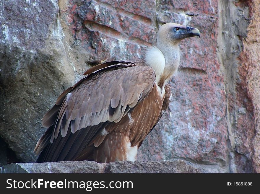 Himalayan vulture sits on a rock edge