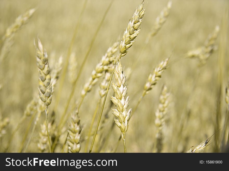 Golden ears of wheat, meadow