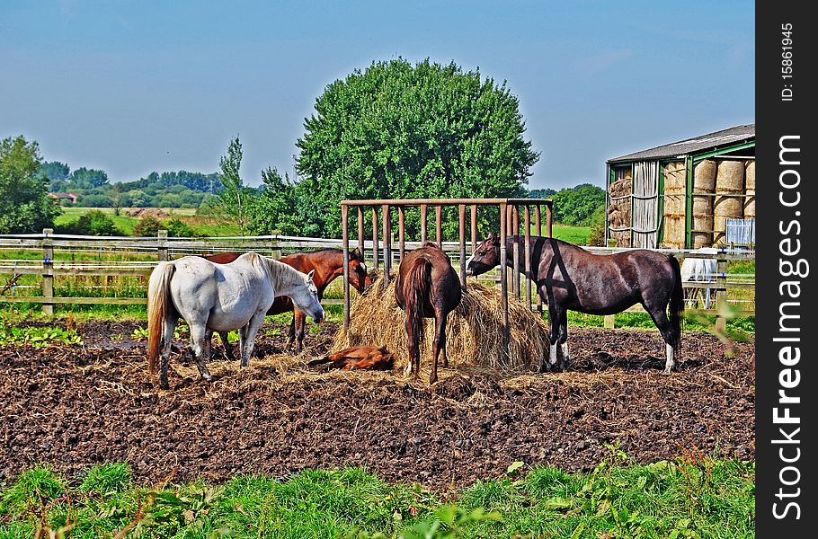 Horses feeding in a British meadow (With foal). Horses feeding in a British meadow (With foal)
