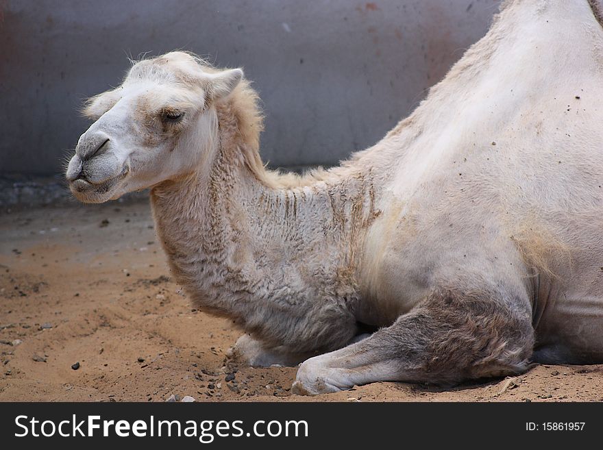 White Camel Lying On Sand