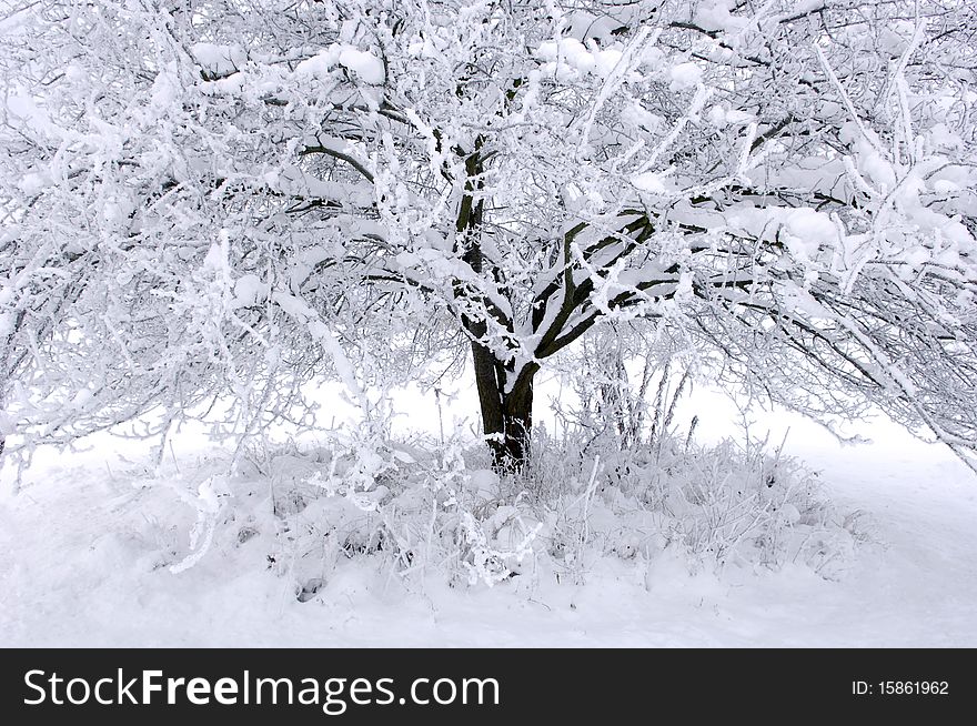 Tree covered with snow in winter. Tree covered with snow in winter.