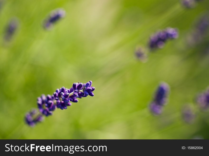 Violet lavender in english summer garden.