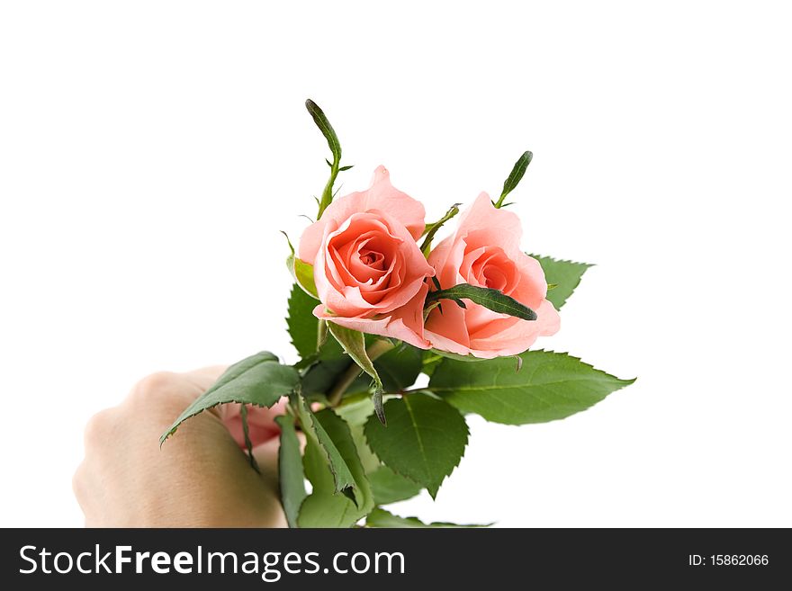 Two roses in a hand isolated on white background. Two roses in a hand isolated on white background