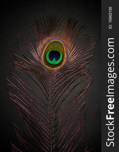 Peacock feather on a dark background.