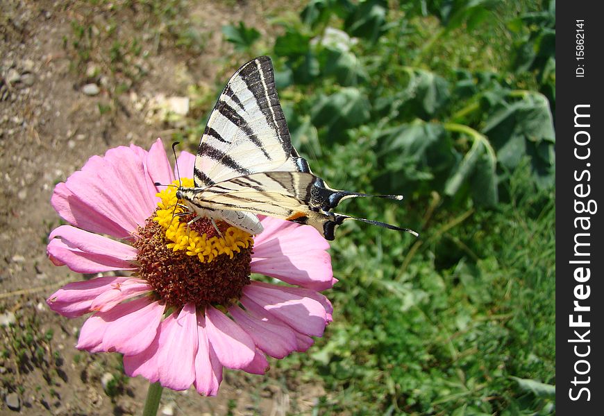 Iphiclides podalirius is a butterfly of the family papilionidae, sitting on a flower tsinii.