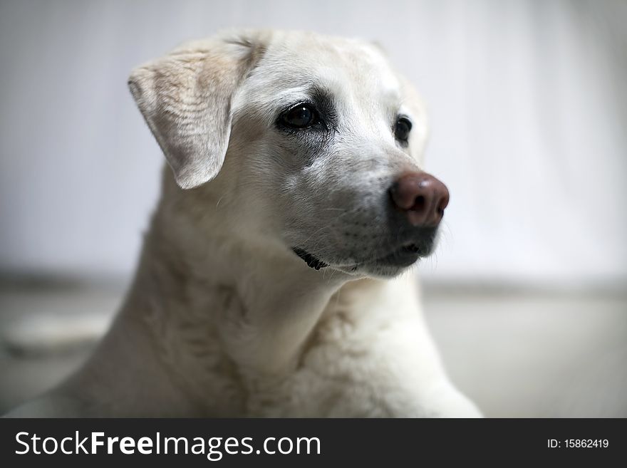 Cute pure white labrador retriever