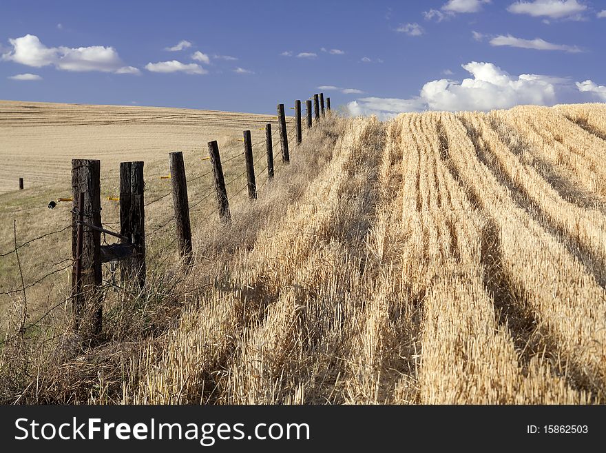 A fence line in a wide open field under a blue sky. A fence line in a wide open field under a blue sky.
