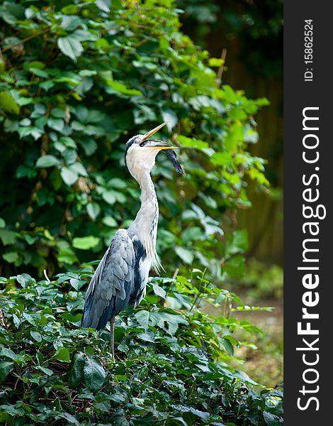 Grey heron eating