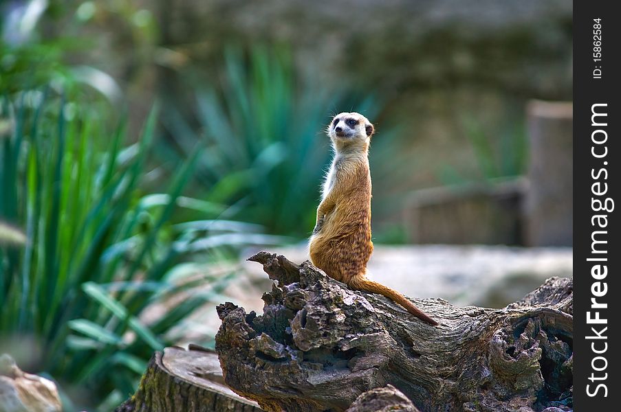 Meerkat on the watch looking from the tree