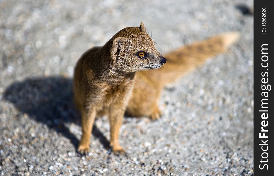 Portrait of wild mongoose standing