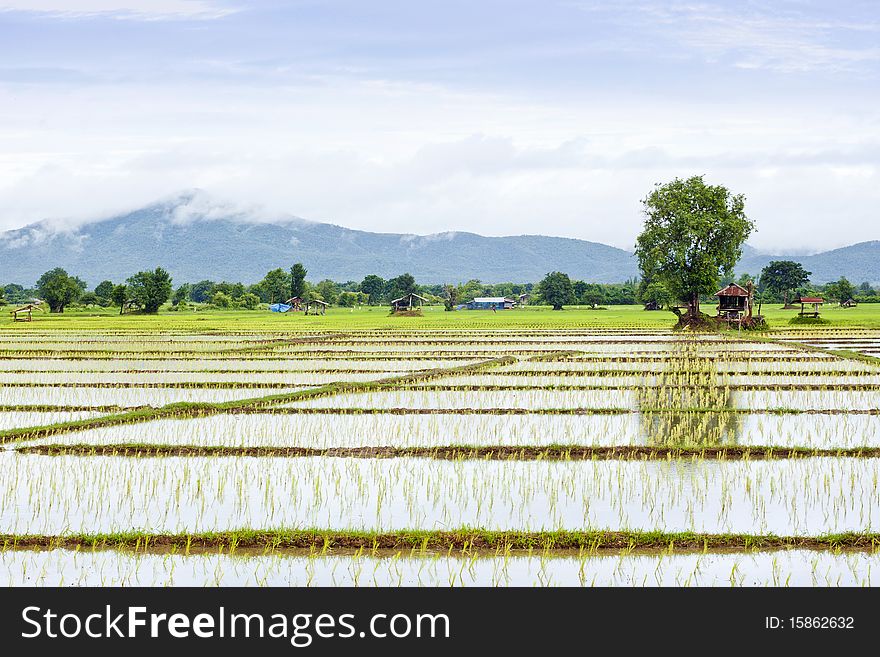 Rice field in cloudy morning