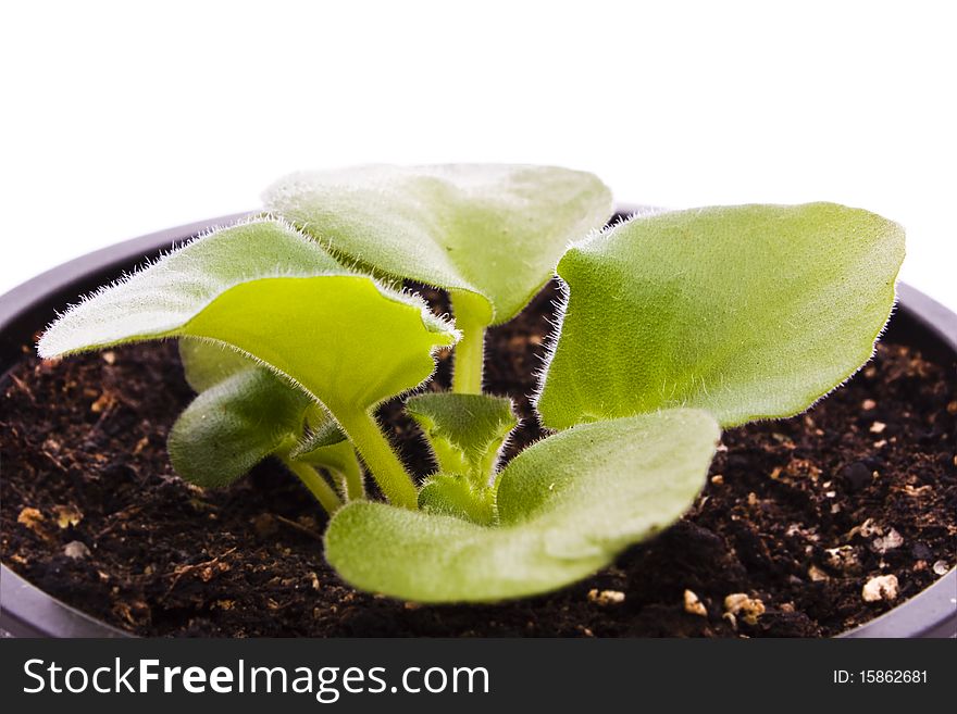 Young plant  isolated on white