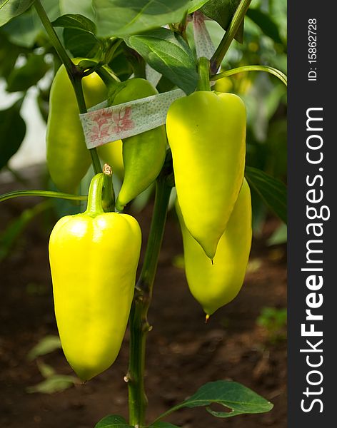 Green paprika growing on a branches. Green paprika growing on a branches