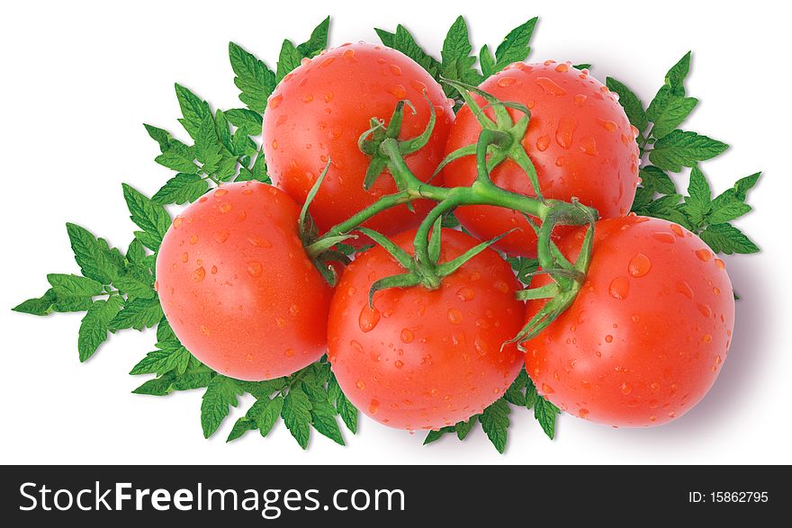 Nice fresh red tomatoes with green leaves and water drops isolated on white