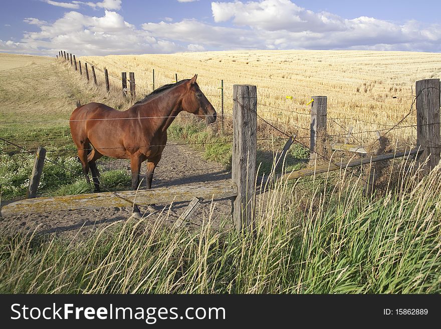 A horse stands behind the fence in an open field. A horse stands behind the fence in an open field.