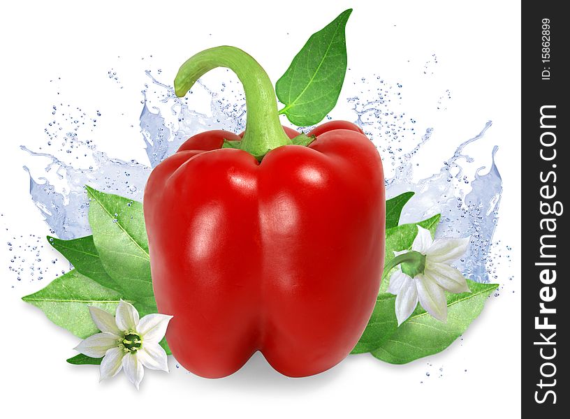 Nice red pepper with green leaves, flowers and water splashes isolated on white. Nice red pepper with green leaves, flowers and water splashes isolated on white